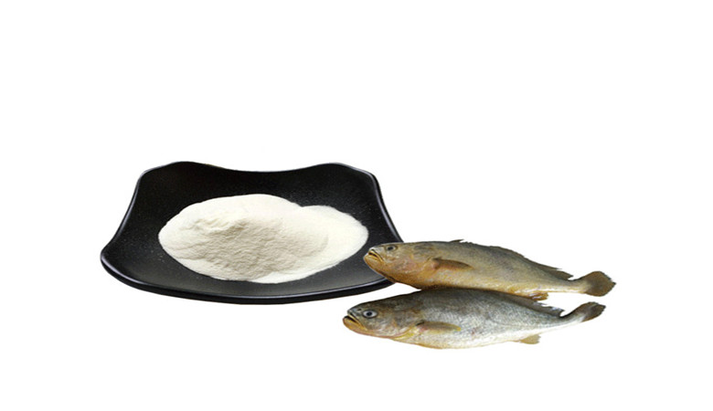 Fish collagen is good to our body